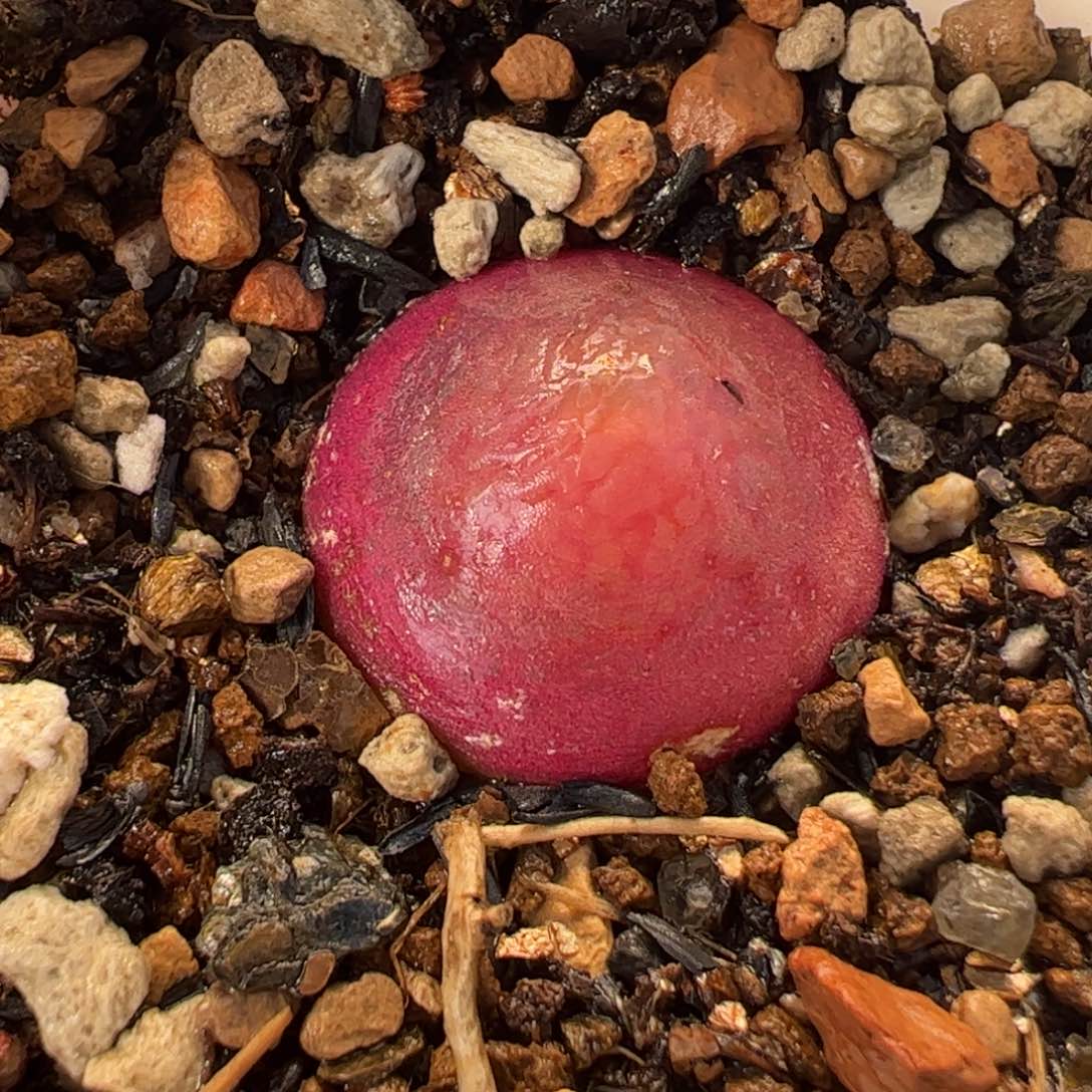 061多肉植物百科