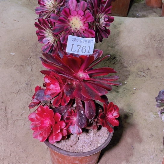 761美杜莎多肉植物