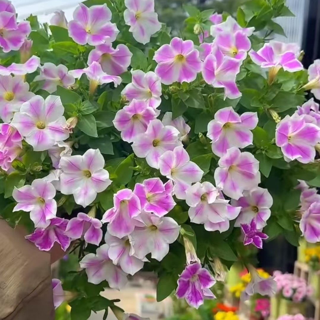 单瓣牵牛130盆栽矮牵牛花苗垂吊阳台庭院植物花卉绿植四季开花