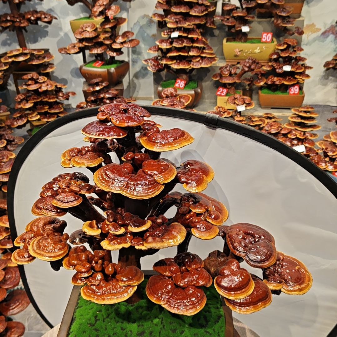 赤灵芝灵芝盆景灵芝花