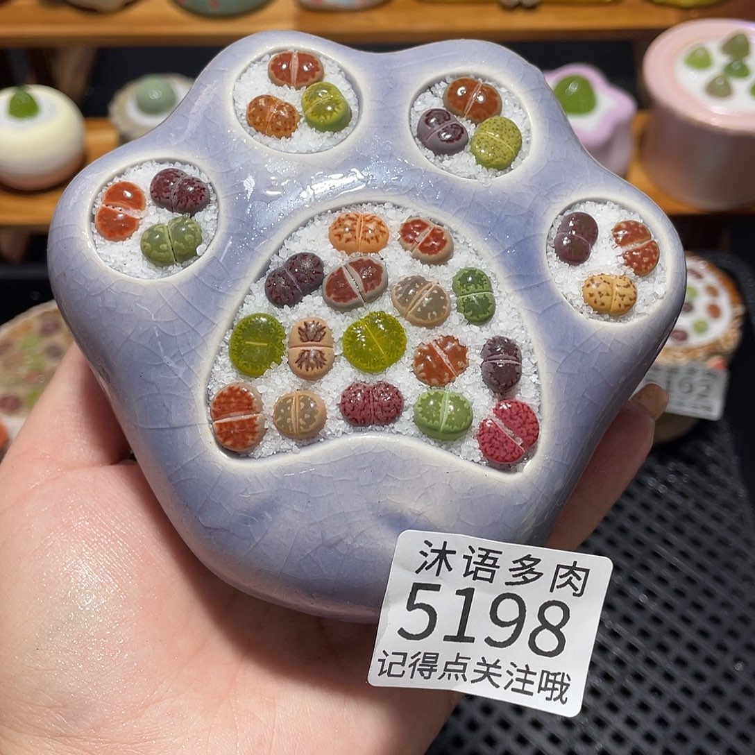 带盆土植物 一物一拍5198