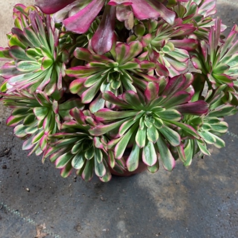 飞**去多肉植物五天姬锦。