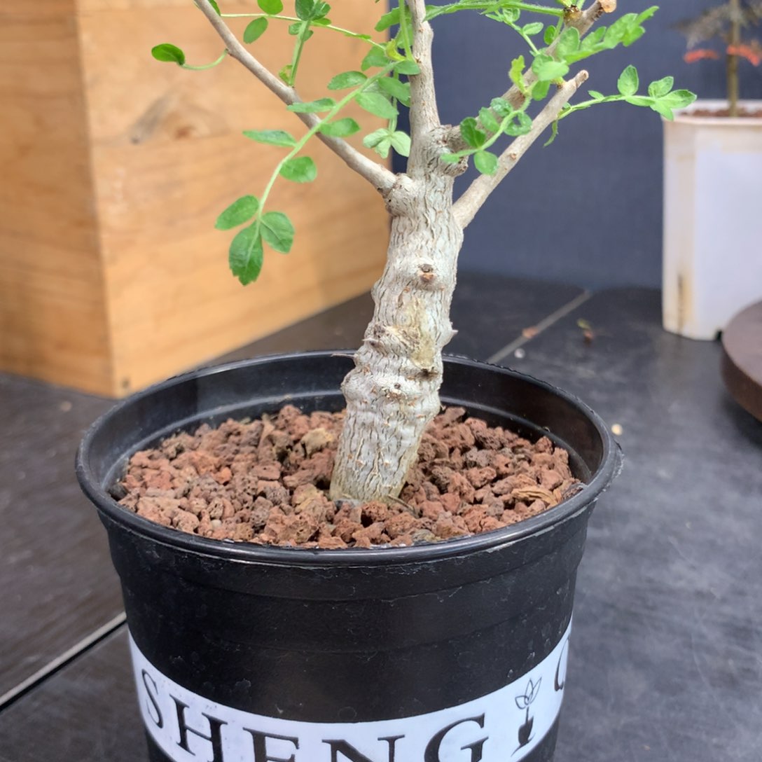 尼勒达乳香实生带盆