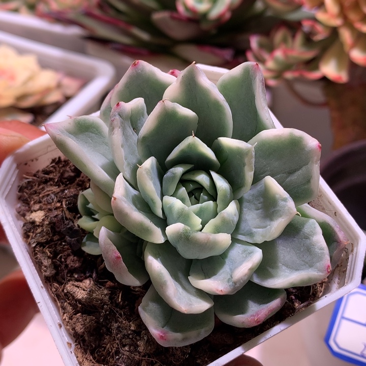 不知名锦锦锦有侧芽