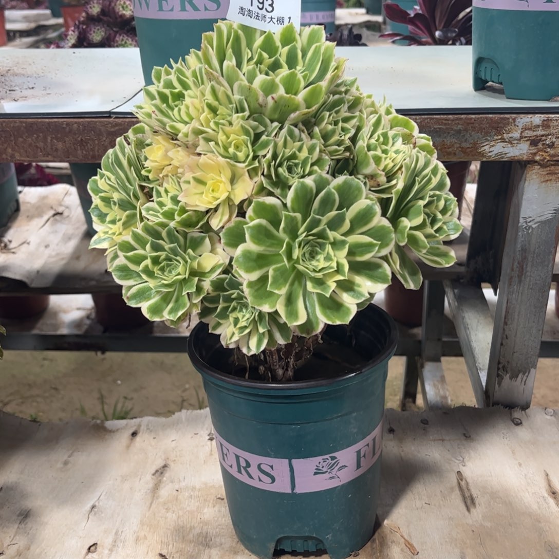 193艳凝多肉植物法师