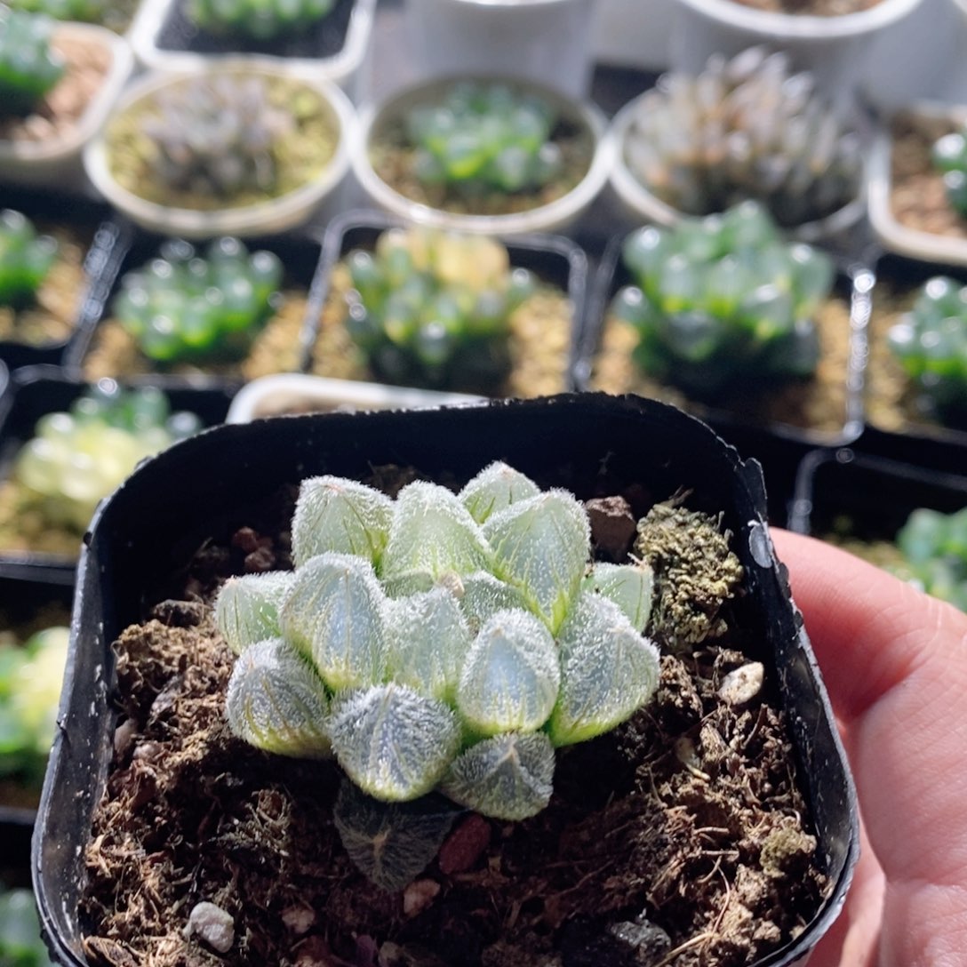 玛丽莲梦露玉露多肉