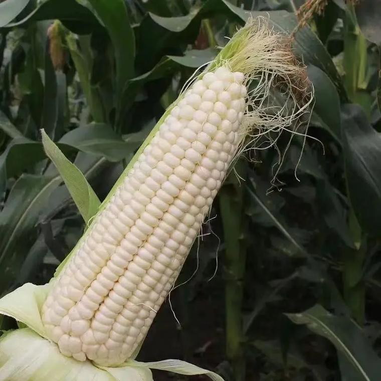 顺丰现发新鲜白糯玉米苏北新鲜甜黏玉米棒子糯玉米蔬菜嫩玉米棒5斤江苏省