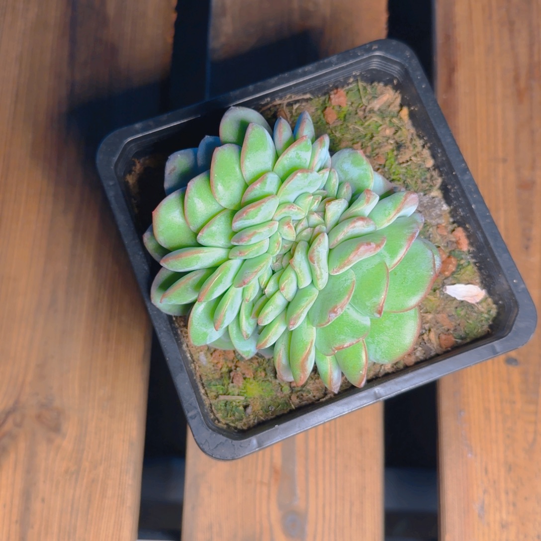 凤凰姐发货和橙子缀一起111111111