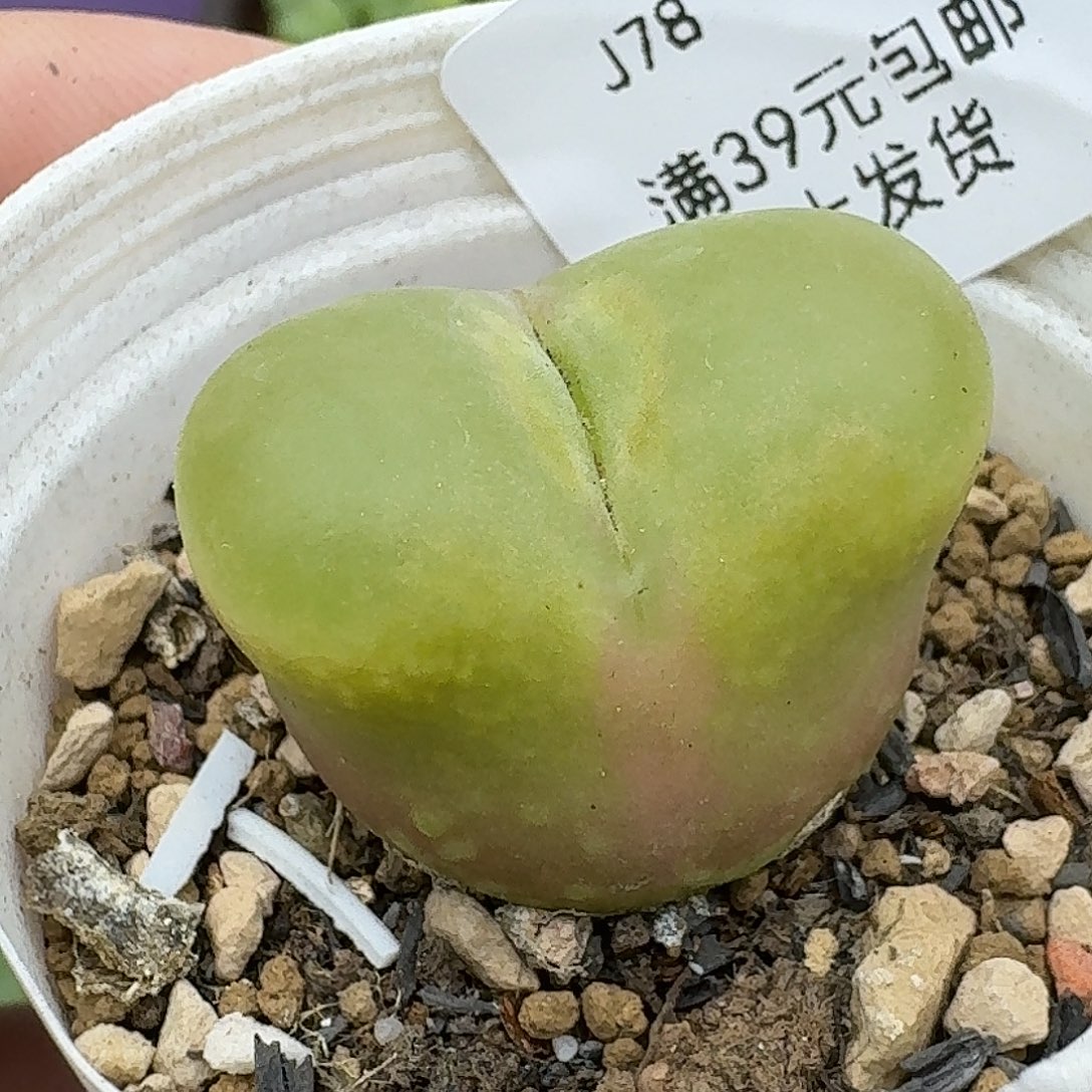 78多肉哈哈哈哈哈哈哈哈