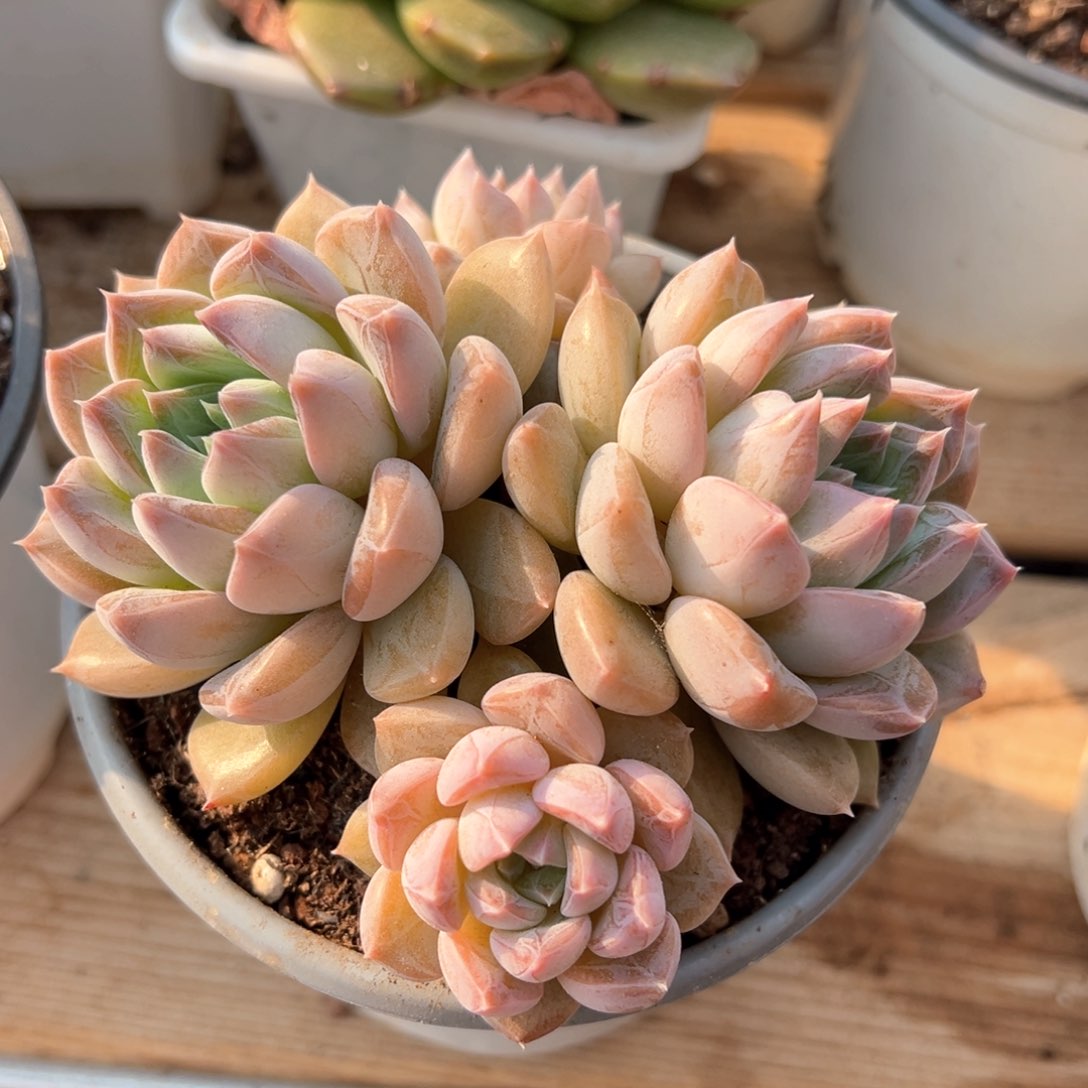 闪灵小群多肉植物