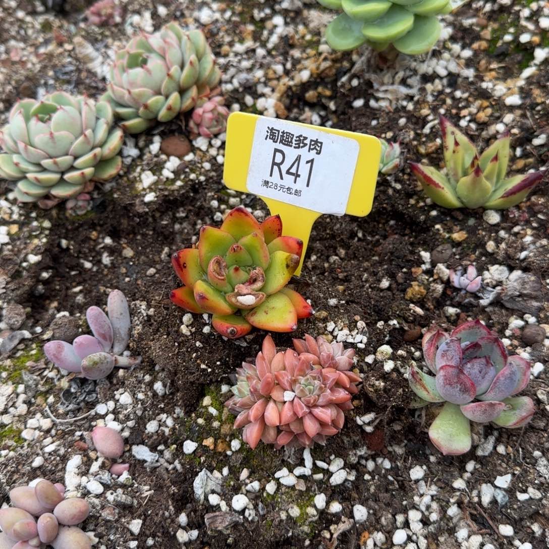 多肉植物乌拉克拉琼生