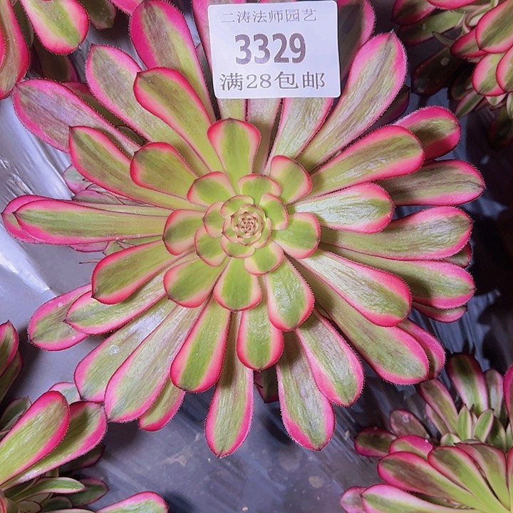 3329白月光多肉植物2号