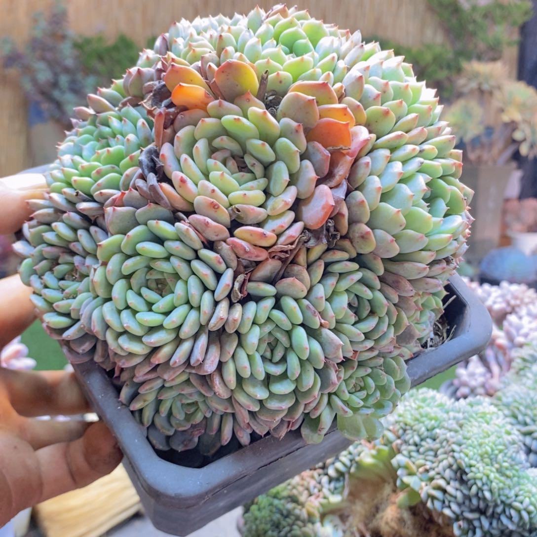 好***生C294号白胖子手捧