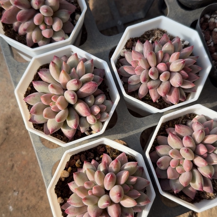 红虞美人。 群。         