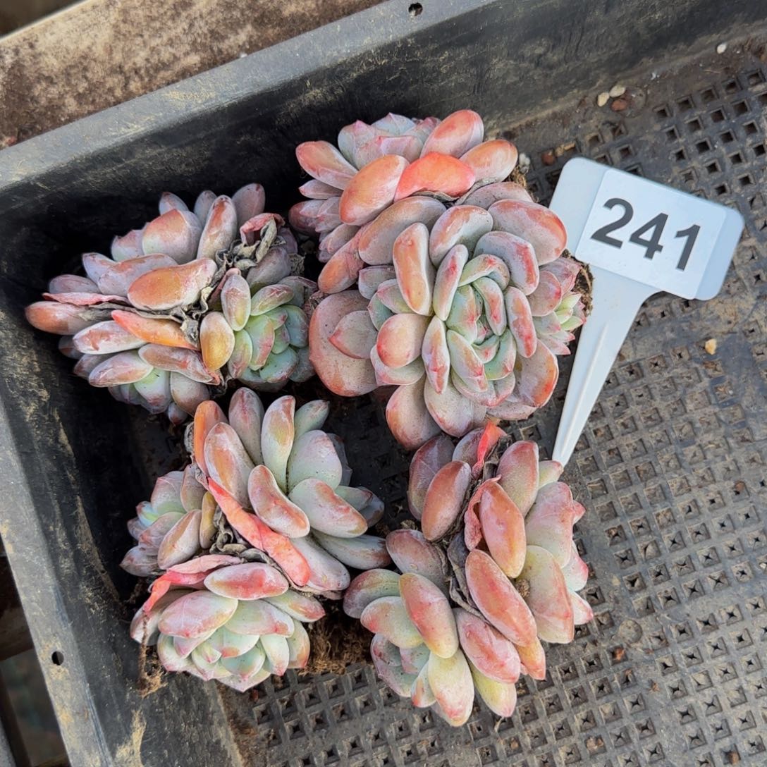 241 号一物一拍特价福利