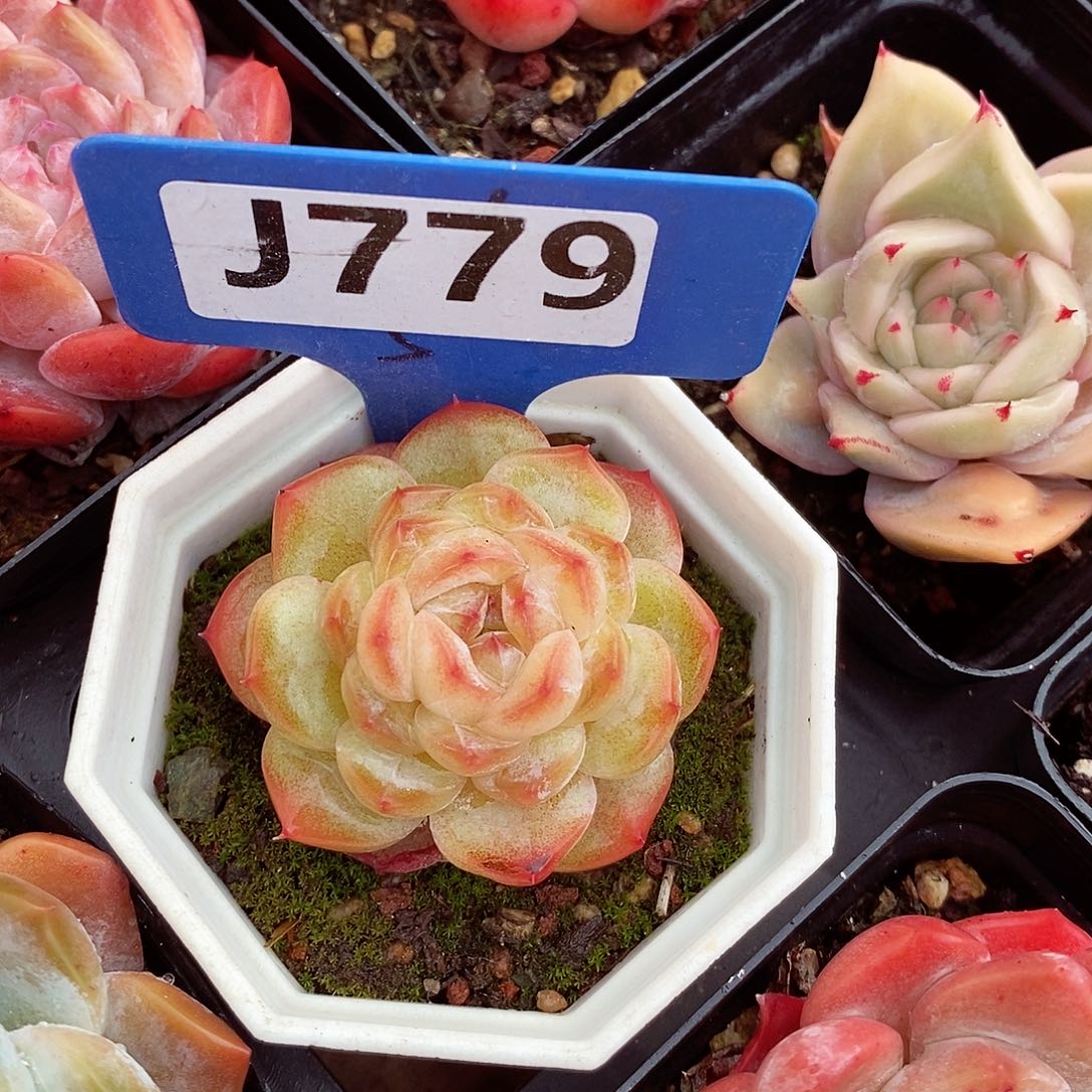 福利5-6cm多肉植物