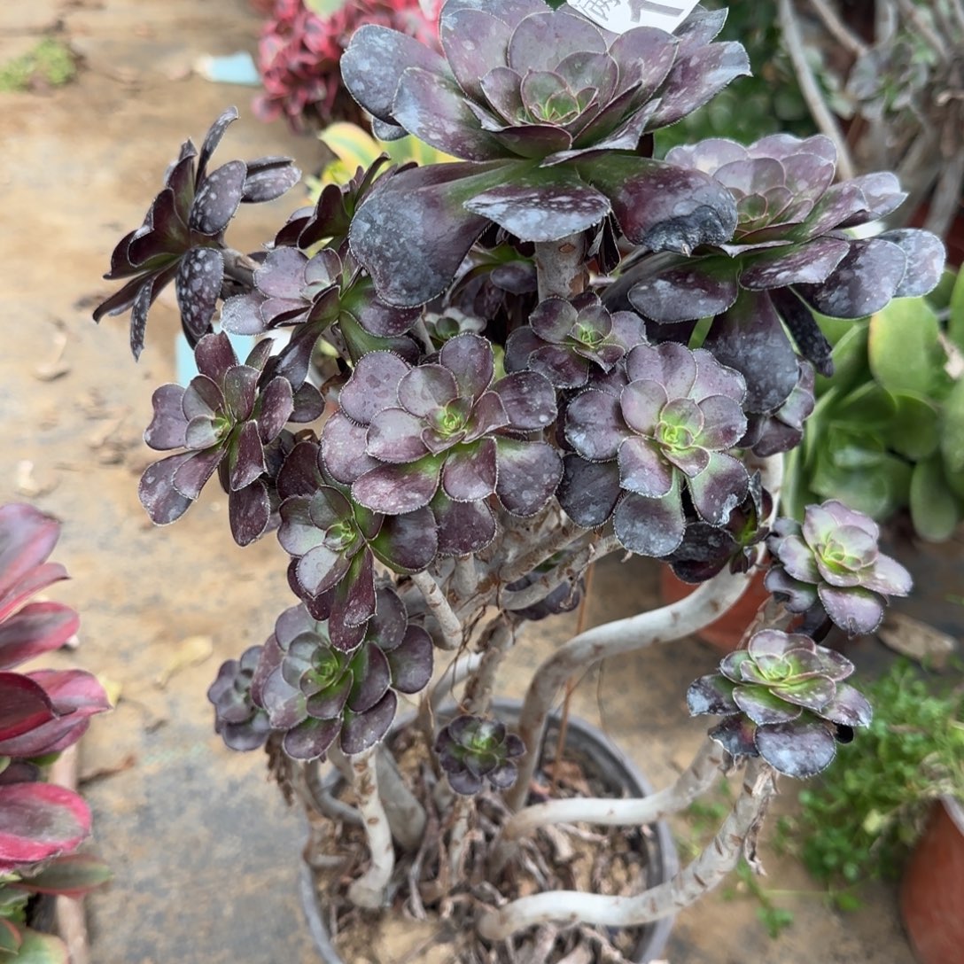 黑圆132满20包邮断枝不包