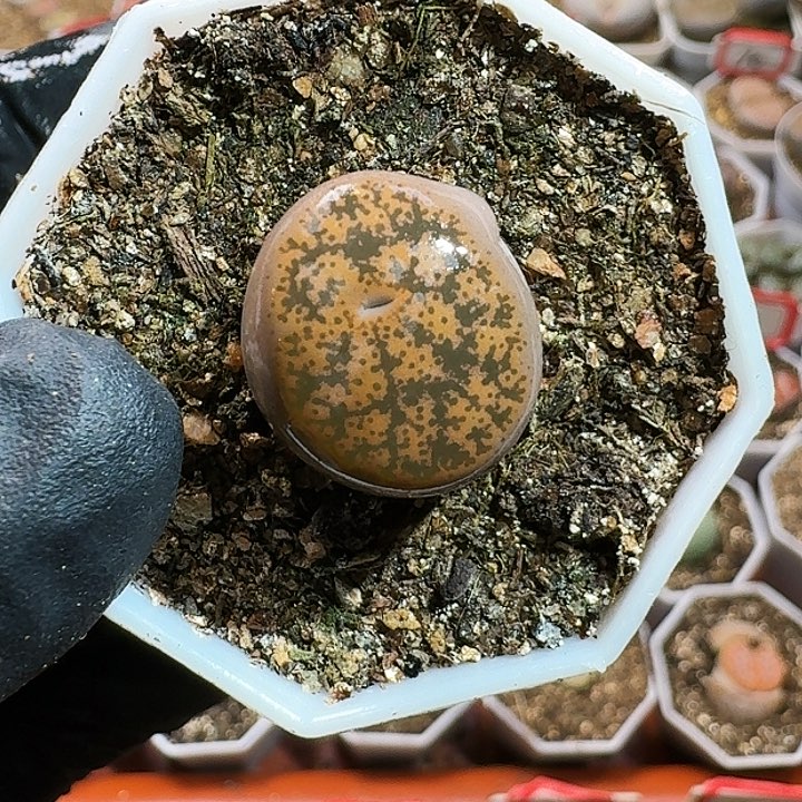 生石花1111111。     308