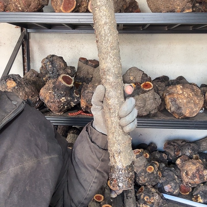 亖***誤香榧木火琉璃的故事是一个人的故事