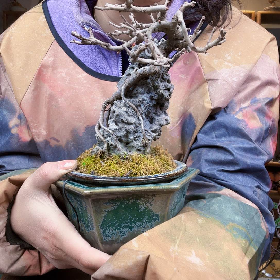 ?****?红花一号长寿梅根抱石