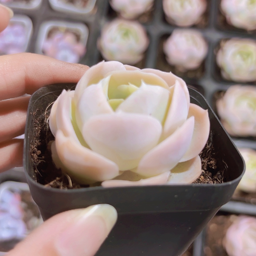 精品牡丹多肉植物