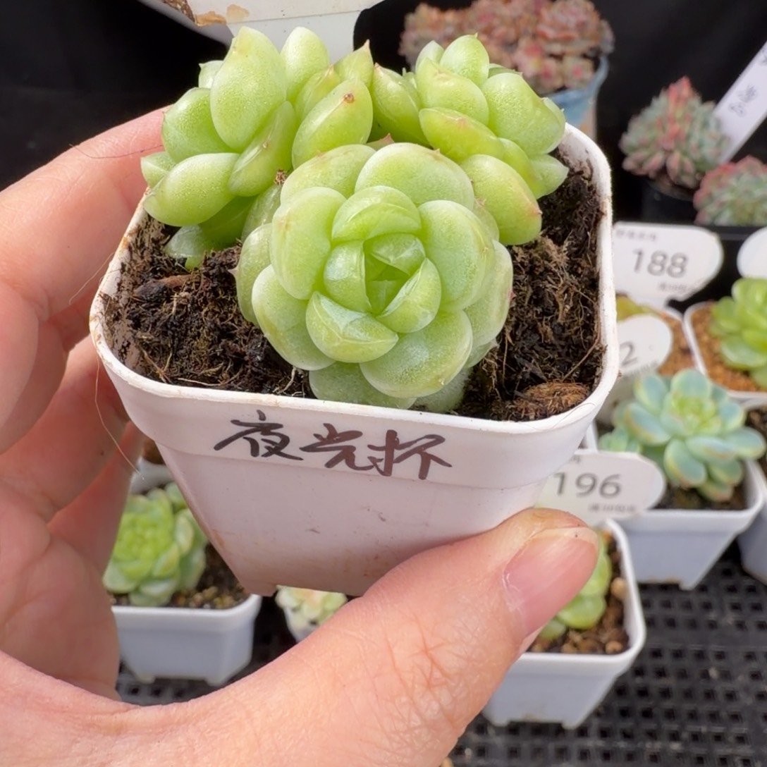 夜光杯三头群197号