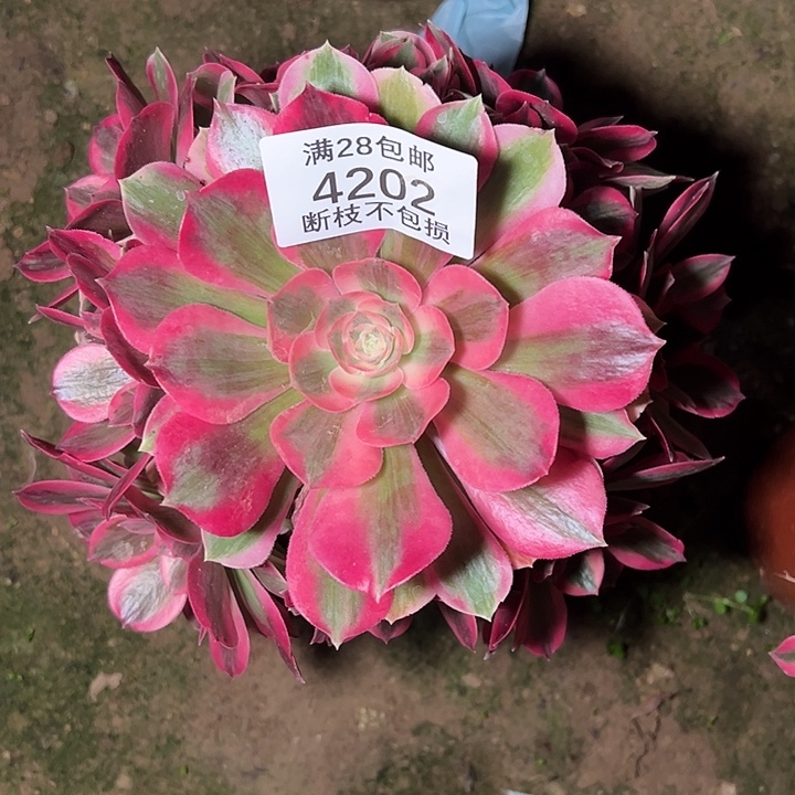 4202粉女郎多肉植物