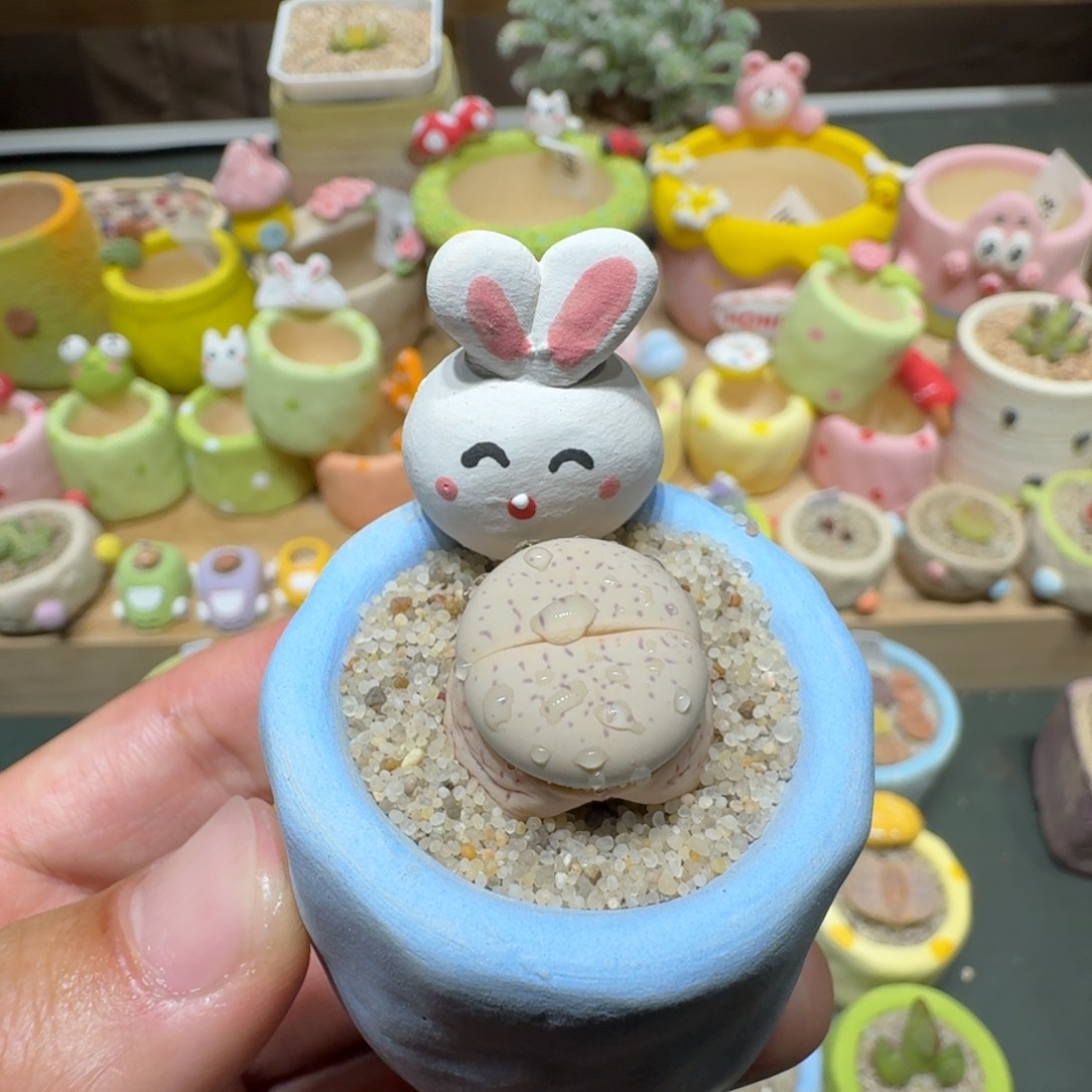 红陶蘑菇234大白