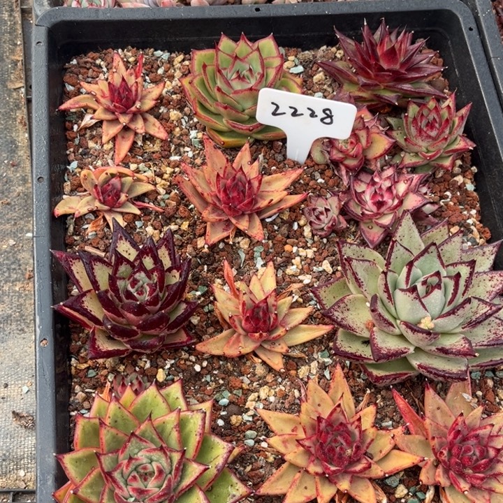 欣***欣2228多肉5888889888898