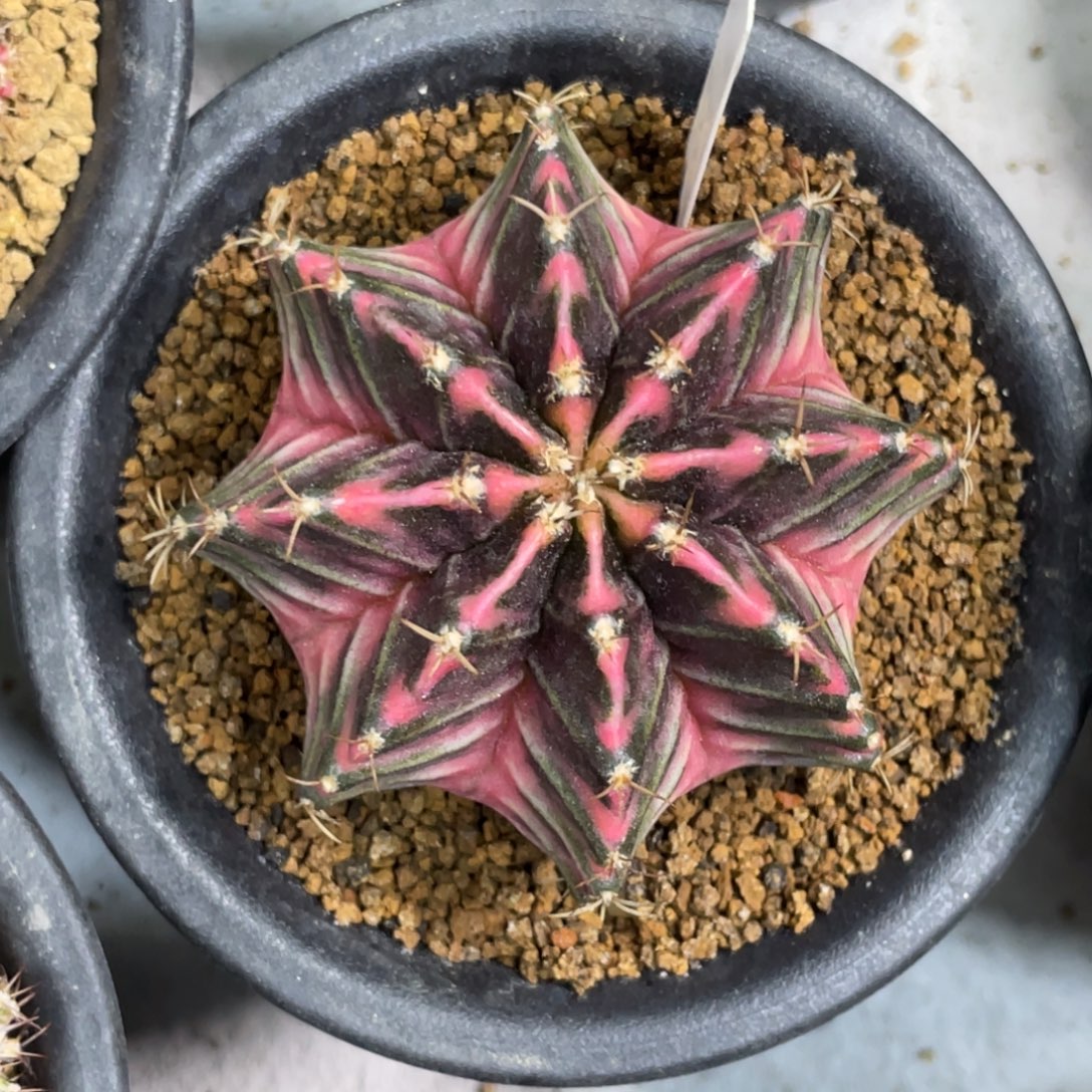 当前无花朵，栽培后可花朵粉臀黑背v纹锦