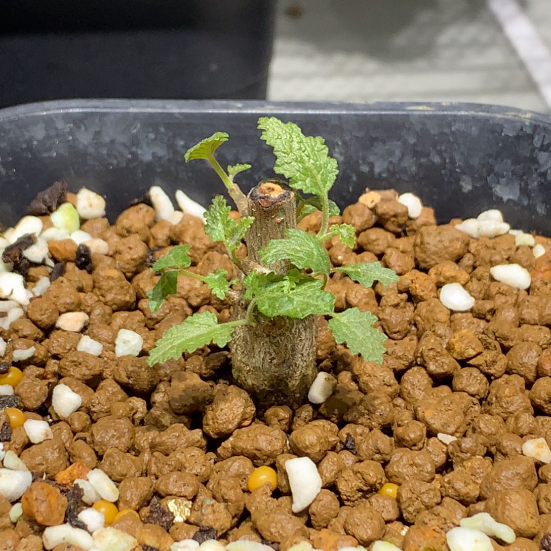 布拉塔乳香实生带盆