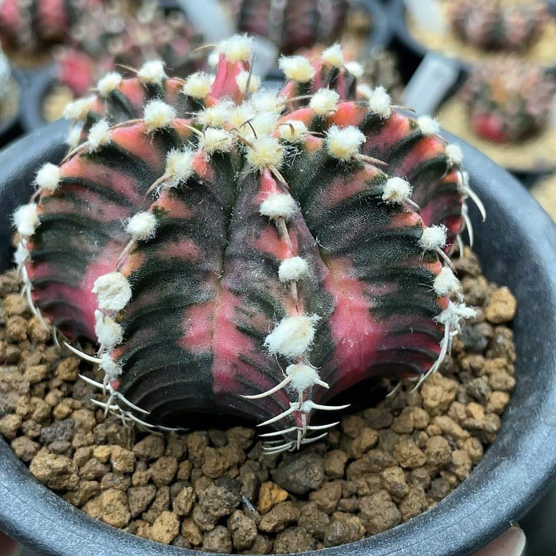 泰系实生根，高绒臀锦虎斑棱背锦