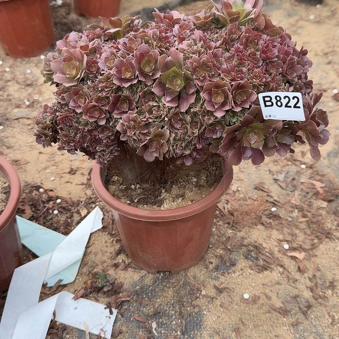 822玫瑰朵朵一颗呀呀呀