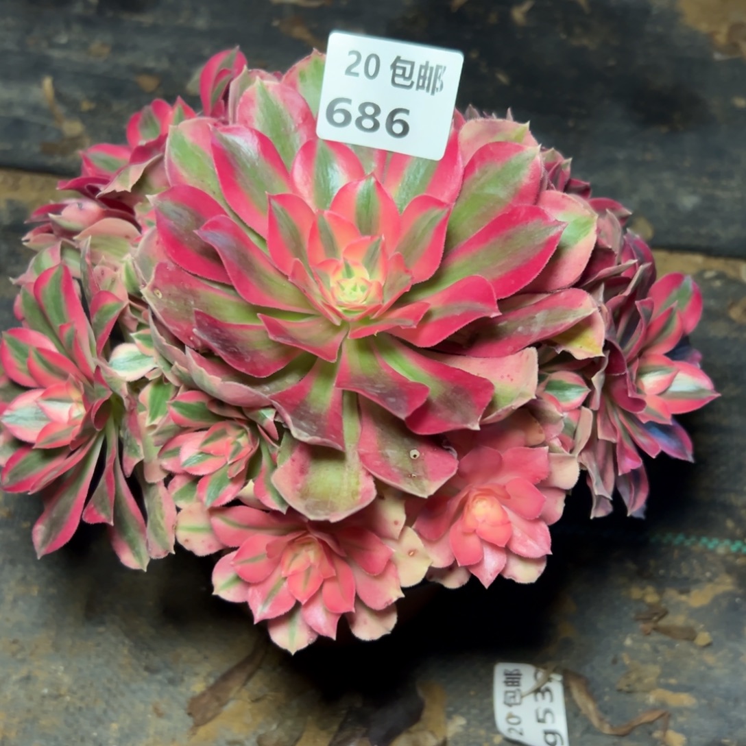 686女妖，满20包邮嘟叮熊