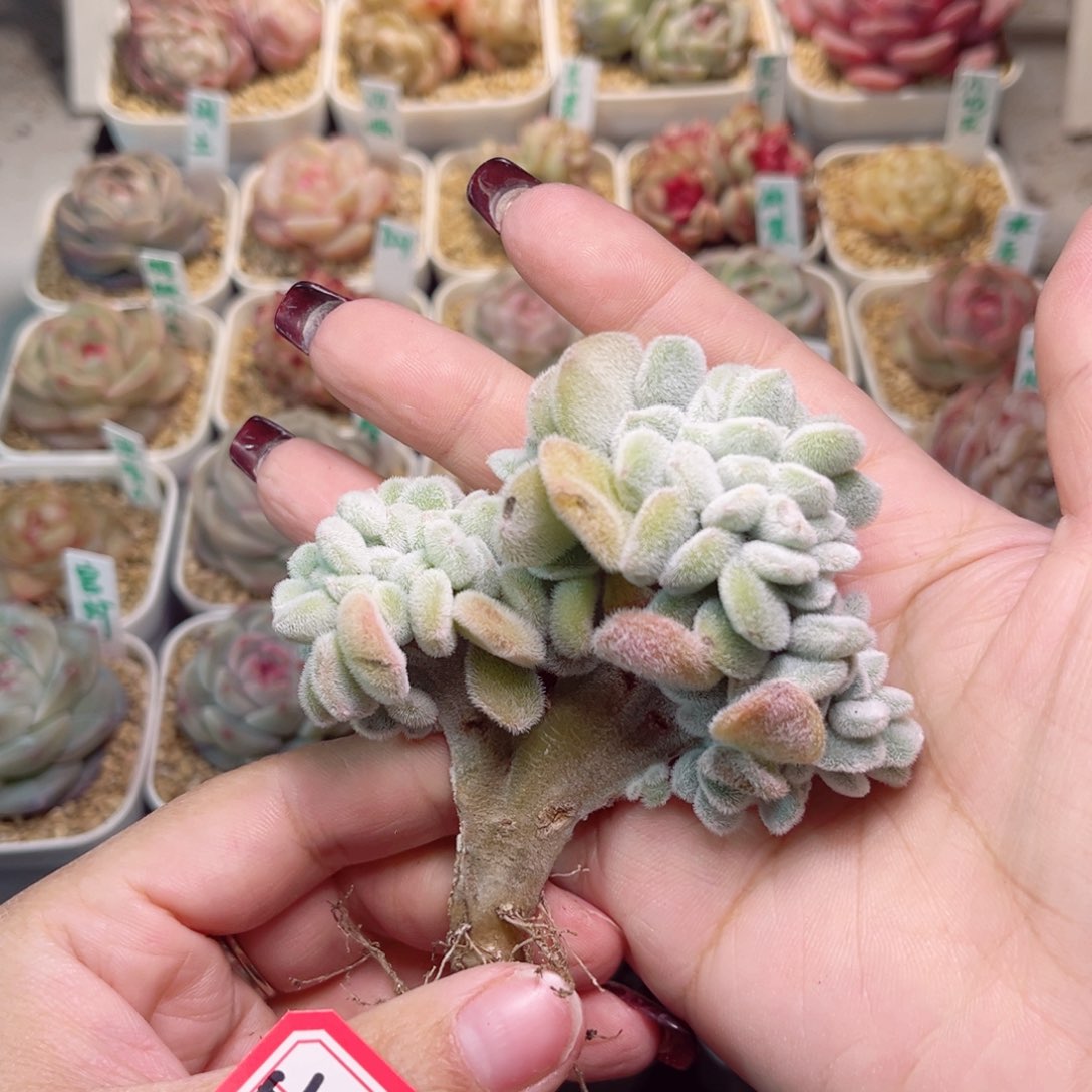 H114一物一拍 雪晃星缀