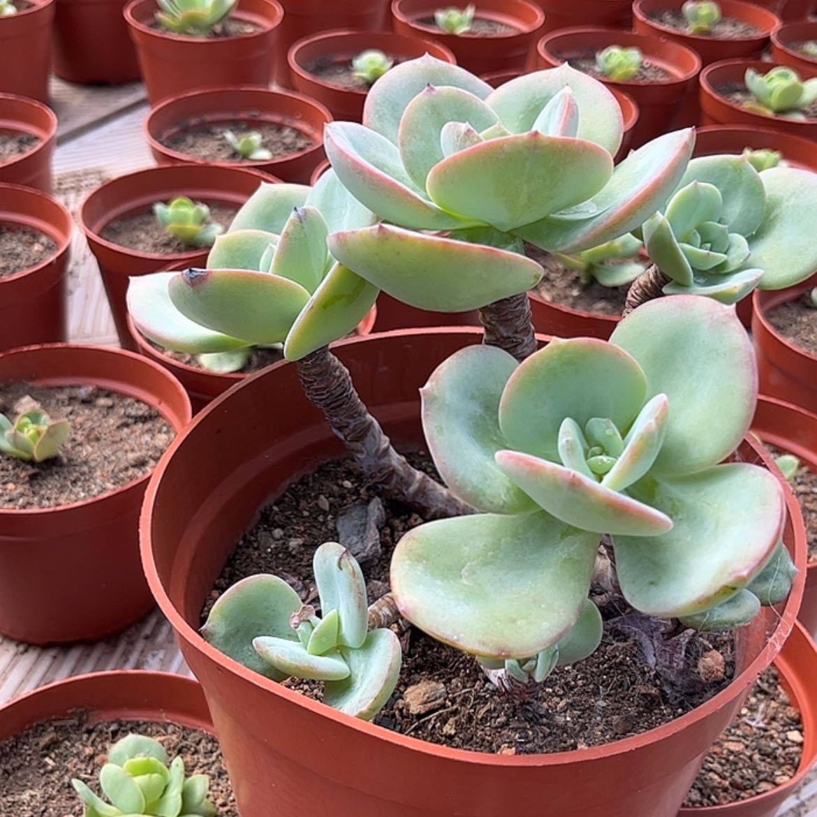 【闪购商品】无花朵红**叶