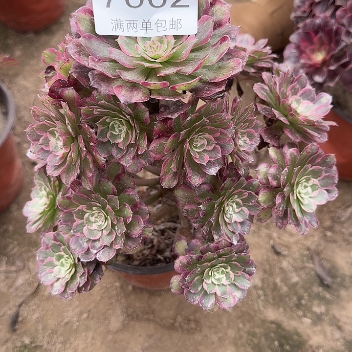 7002霁月多肉植物