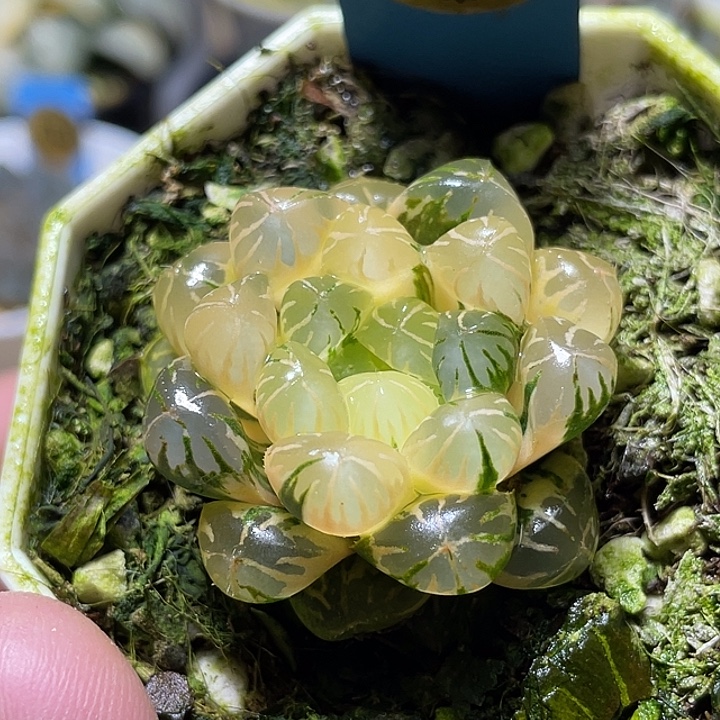 542卜卜紫锦特选福利