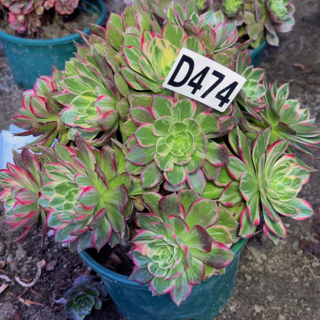 万花筒法师16/////46包邮