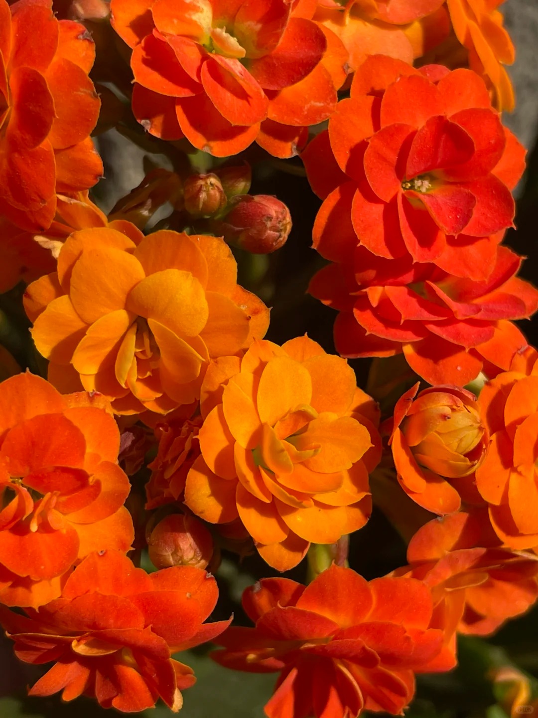 （索尔丹110盆）基地直发长寿花  橙色名贵大花 带盆带土