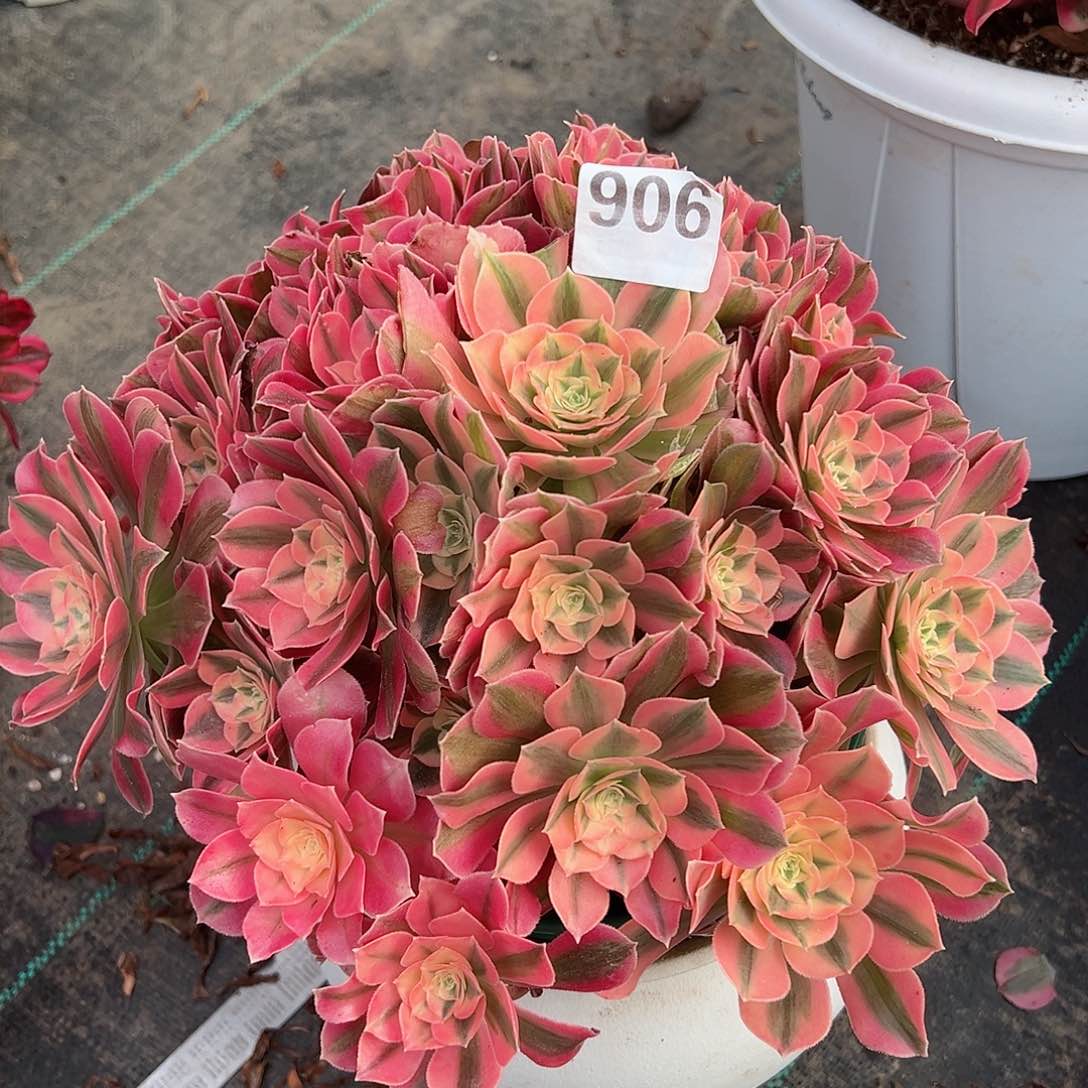 906粉女巫法师多肉