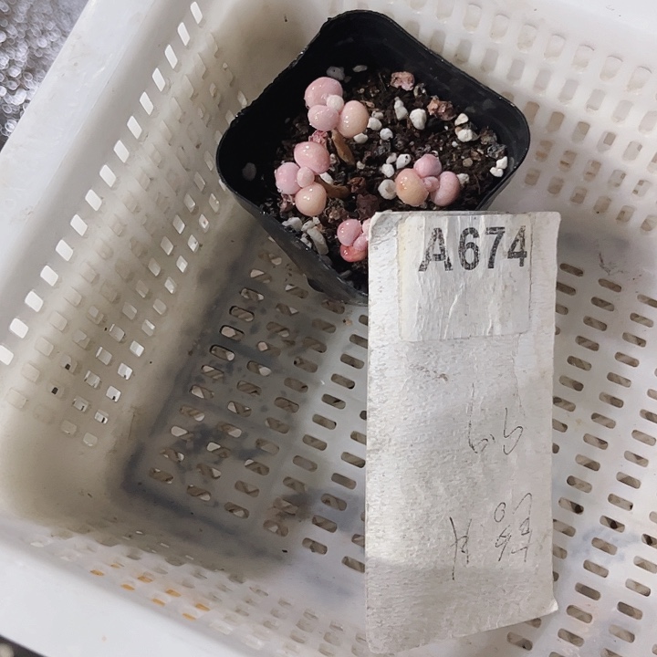 霞674密密麻麻密密麻麻