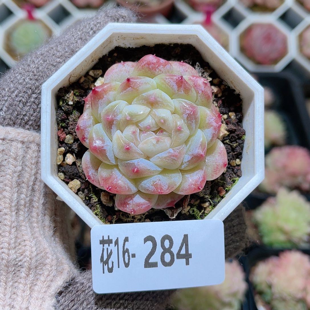 花利美16-284秘境冰魄