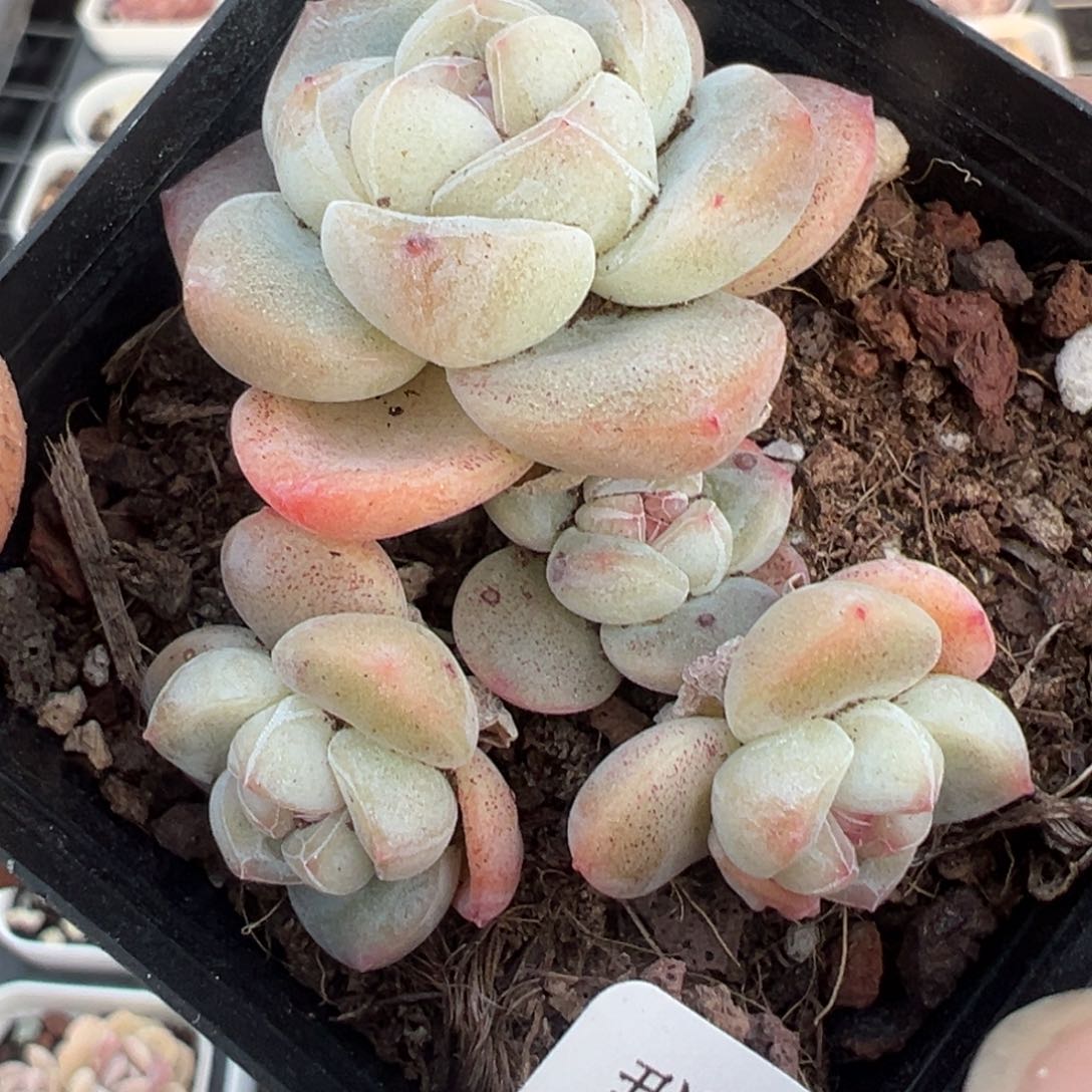 小卡拉米糖心一物一拍16-84