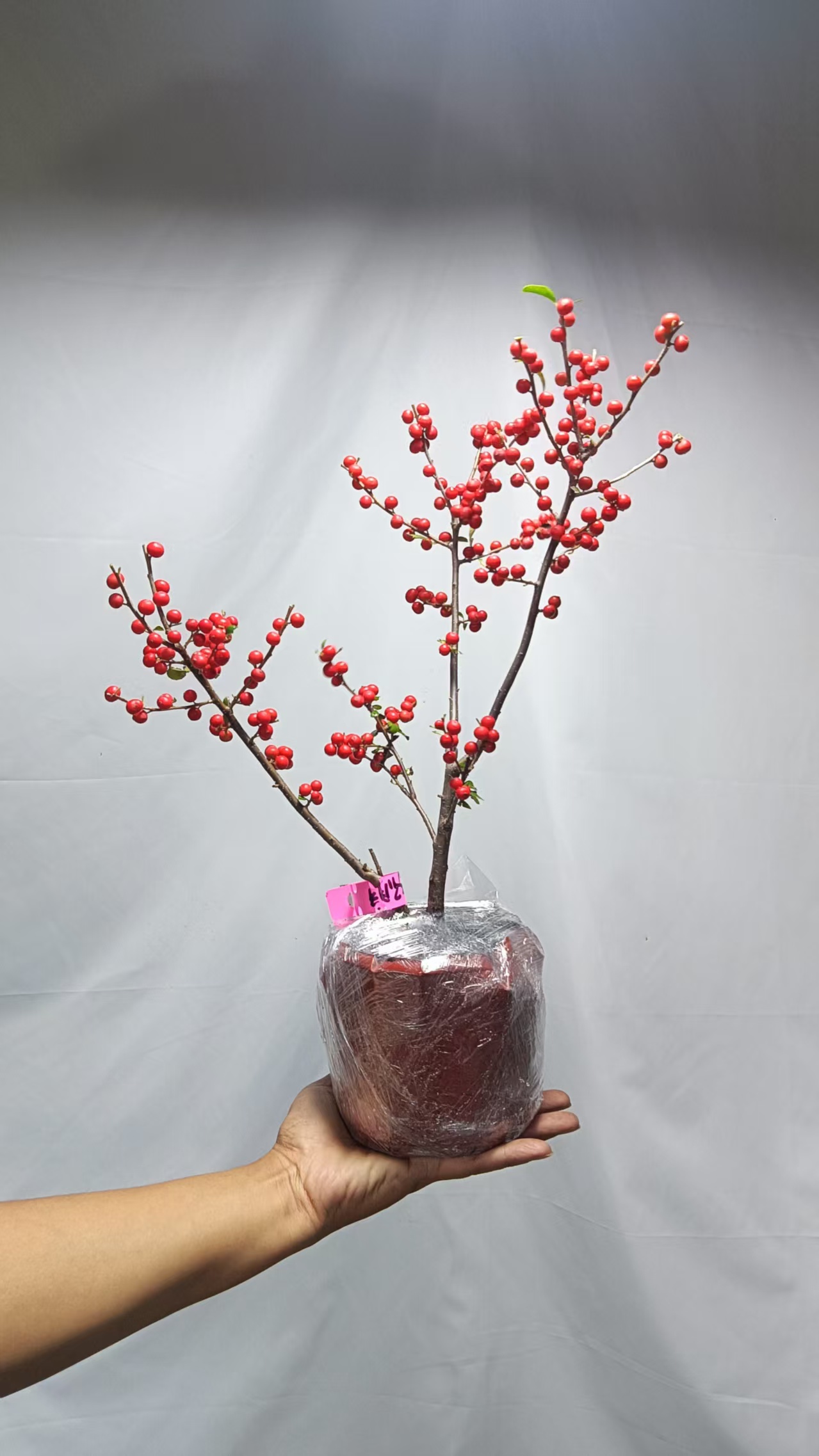 北美冬青盆栽耐寒耐旱红果年宵花花卉绿植