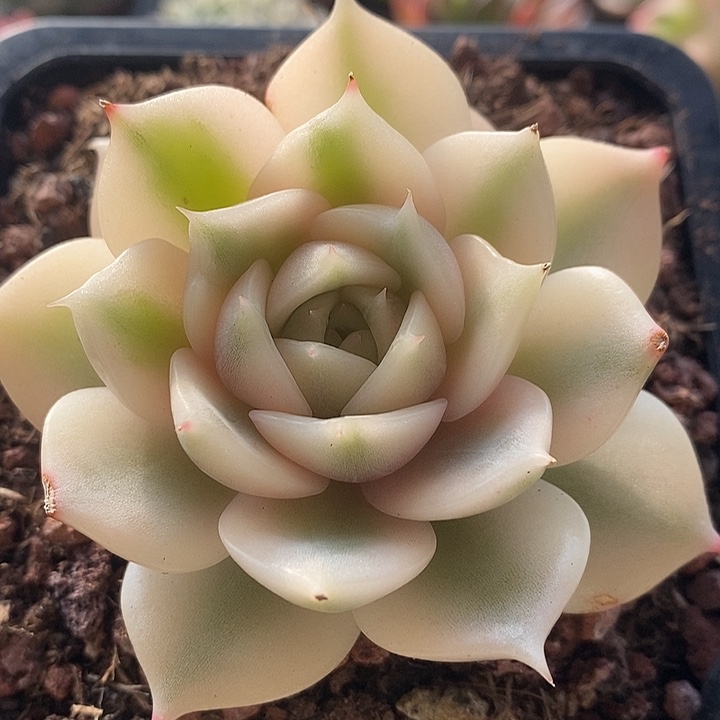 贝加尔湖腹轮锦8厘米