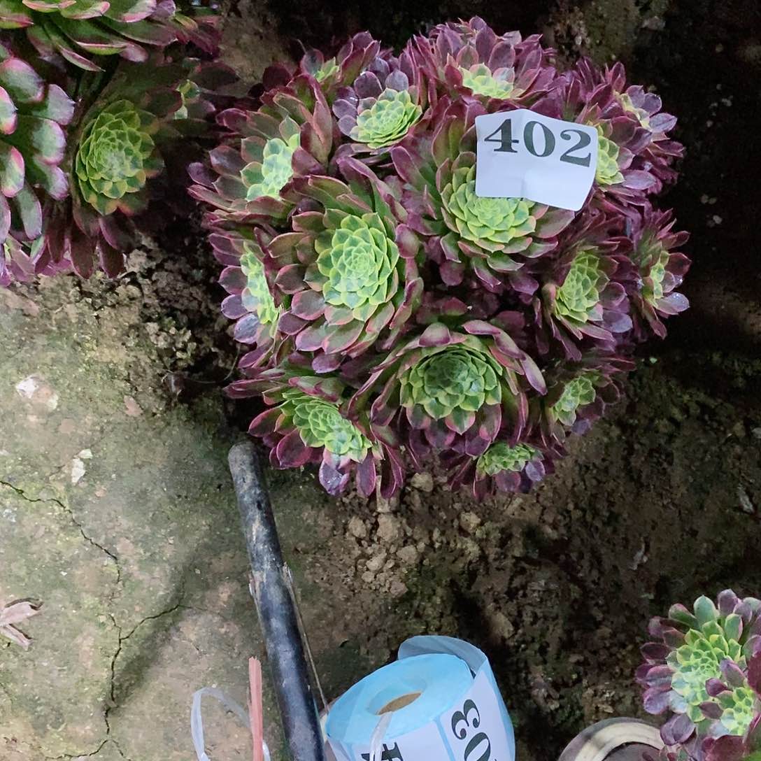 硕*妈朝霞402多肉法师植物