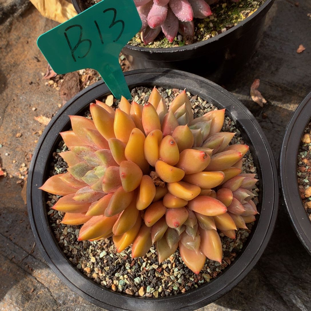 红象牙626262727277227