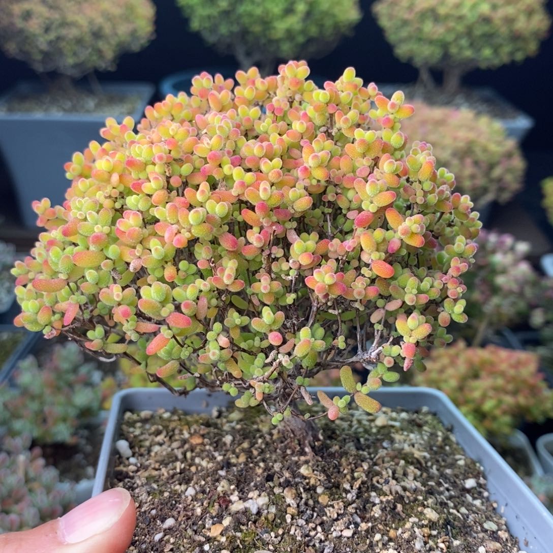 1591蜜橘糖球 。       