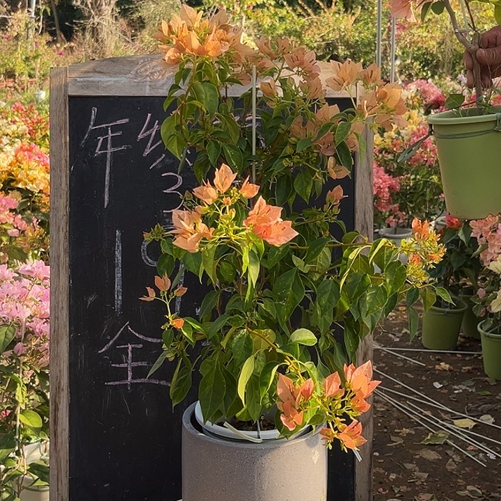 无花朵三角梅暗斑马斯